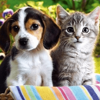 Podcast #344: Customer "Service," Cats vs. Dogs, and Our Former Evangelical Faith